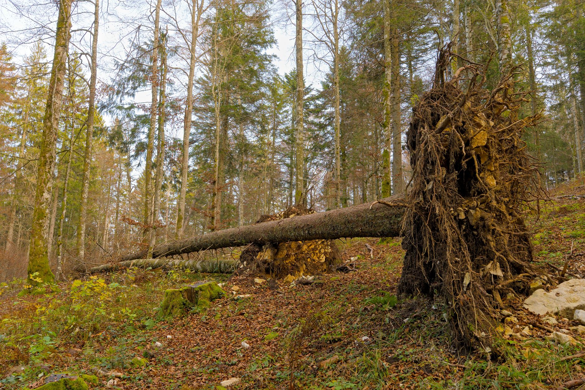 Enlèvement arbre urgence à Fréjus